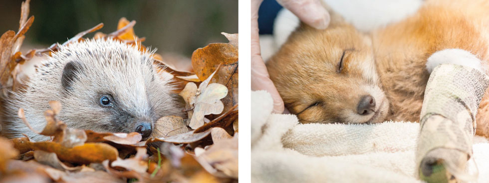 Wildlife Aid Foundation - rescue animals: hedgehog and fox cub
