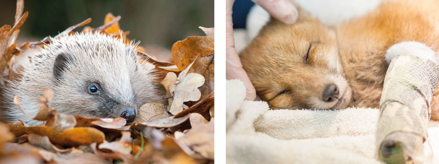 Wildlife Aid Foundation (WAF) - rescue animals: hedgehog and fox cub